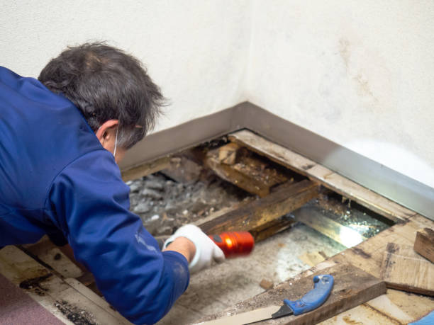 Best Professional Mold Removal  in New Rochelle, NY