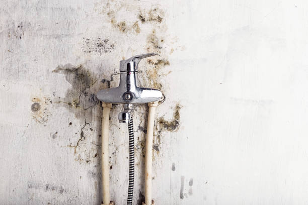 Best Fast Mold Removal  in New Rochelle, NY