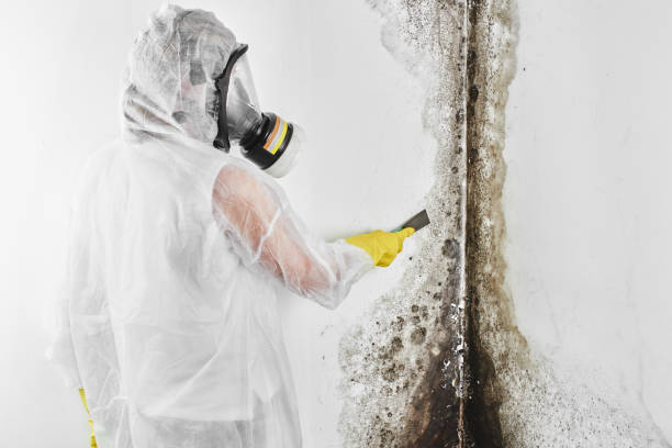 Professional Mold Removal in New Rochelle, NY