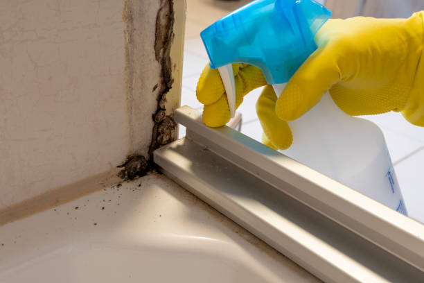 Best Residential Mold Removal  in New Rochelle, NY