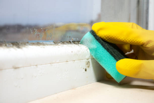 Certified Mold Removal in New Rochelle, NY