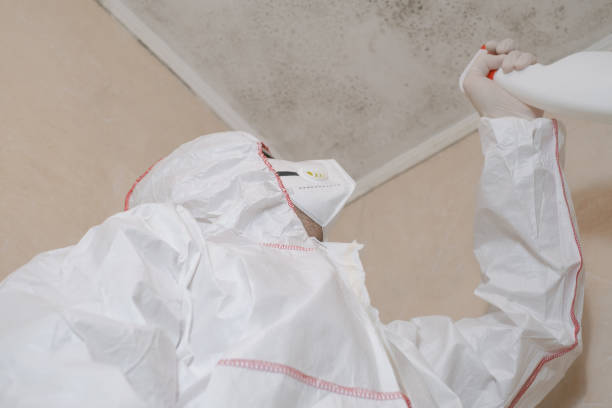 Best Certified Mold Removal  in New Rochelle, NY
