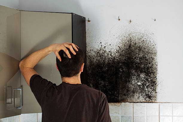 Office Mold Removal Services in New Rochelle, NY