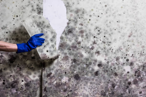Best Black Mold Removal  in New Rochelle, NY